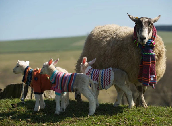 Sheep with Fairisle scarves